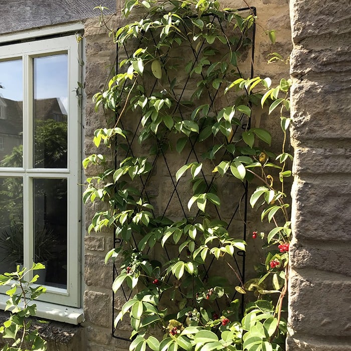 Standard Lattice Wall Trellis Panel Harrod Horticultural